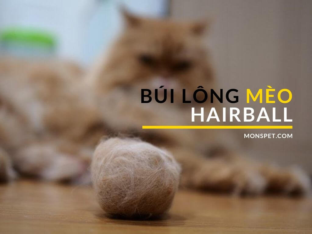 Cách phòng ngừa và điều trị Búi lông “Hairball” của mèo