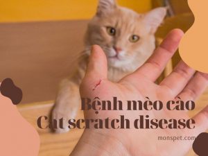 Read more about the article Tất tần tật về Cat scratch disease – Bệnh mèo cào
