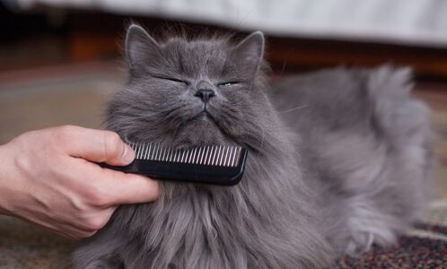 Lược chải lông mèo