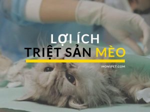 Read more about the article LỢI ÍCH CỦA VIỆC TRIỆT SẢN MÈO CÁI VÀ MÈO ĐỰC