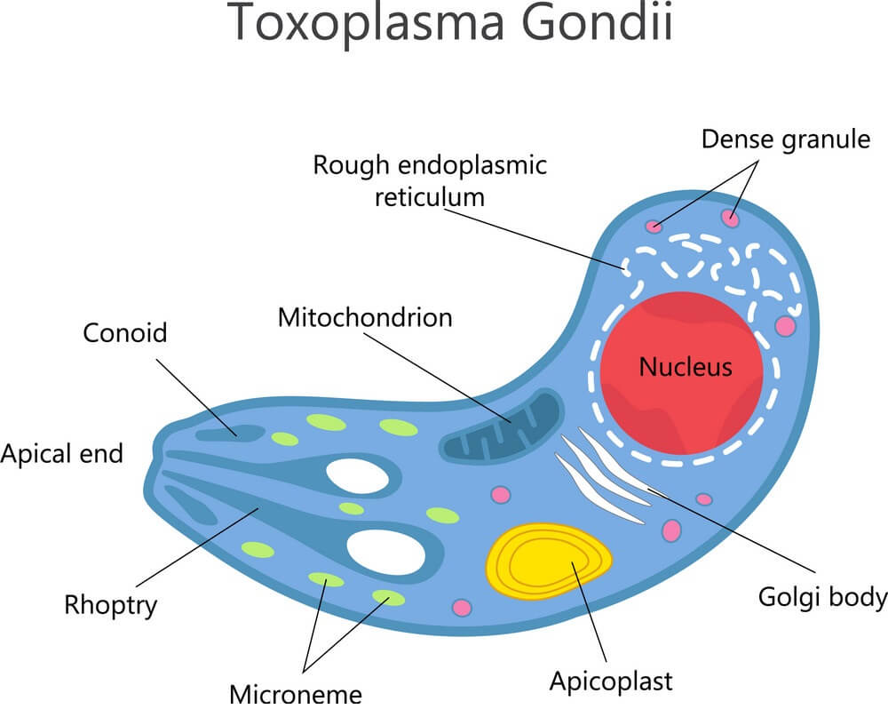 Toxoplasma gondii là gì