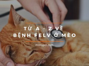 Virus gây bệnh leukemia – bệnh bạch cầu ở mèo (FeLV)