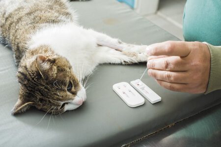 Xét nghiệm mèo có bị nhiễm FeLv hay không?