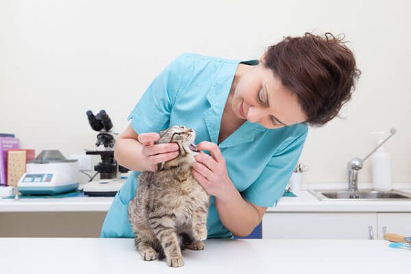 cách giảm thiểu nguy cơ lây bệnh Toxoplasmosis của mèo sang chủ
