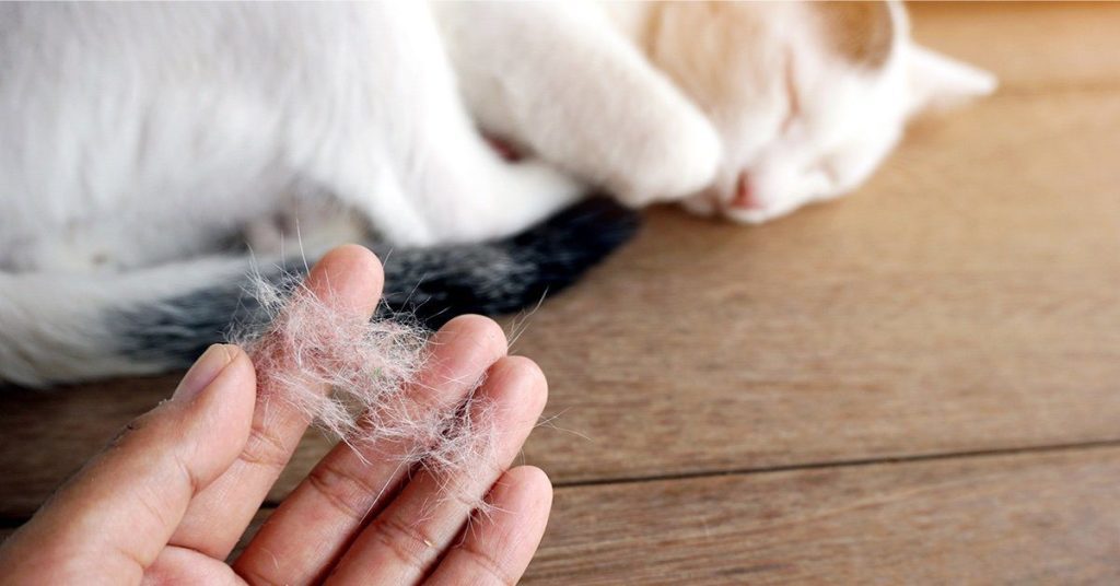 Tình trạng lông xấu đi khi mèo bị bệnh bạch cầu