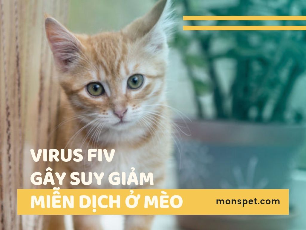 Từ A – Z về Virus FIV – Gây suy giảm miễn dịch ở mèo