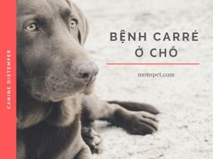 Read more about the article TỪ A – Z VỀ BỆNH CARRÉ Ở CHÓ (Canine Distemper)