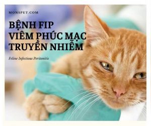 Read more about the article Viêm phúc mạc truyền nhiễm ở mèo (FIP – Feline Infectious Peritonitis)