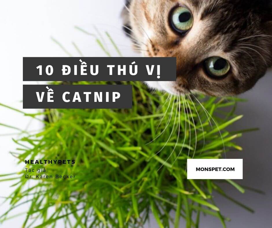You are currently viewing 10 Điều thú vị về Catnip (Cỏ mèo) | Có thể bạn chưa biết | 2021