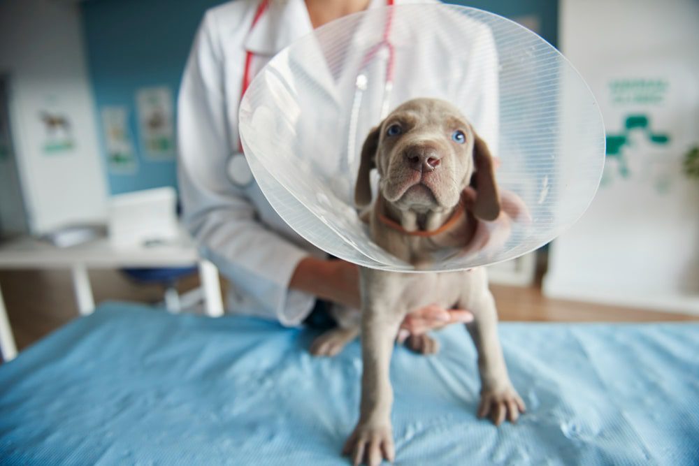 Những con chó được điều trị bệnh parvovirus ở chó