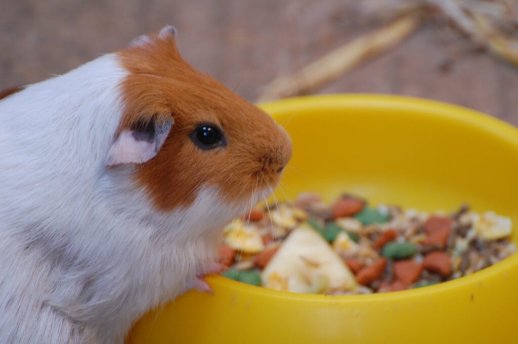 Thức ăn cho hamster