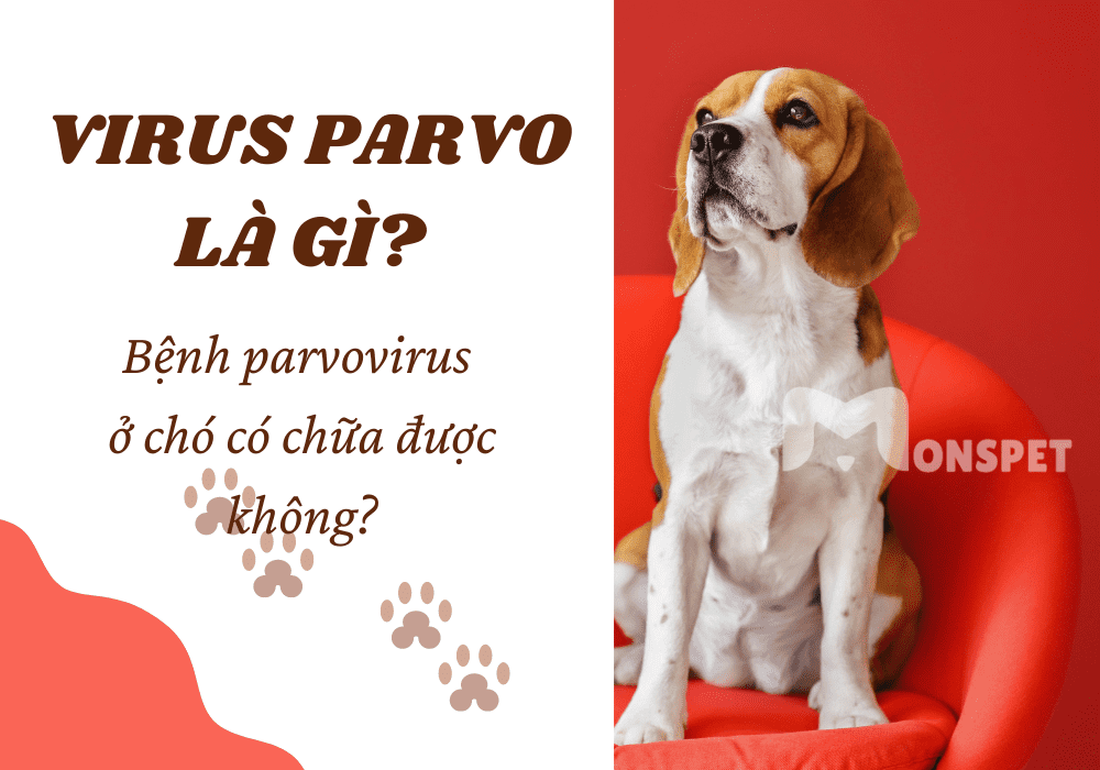Virus Parvo là gì? Bệnh parvovirus ở chó có chữa được không?