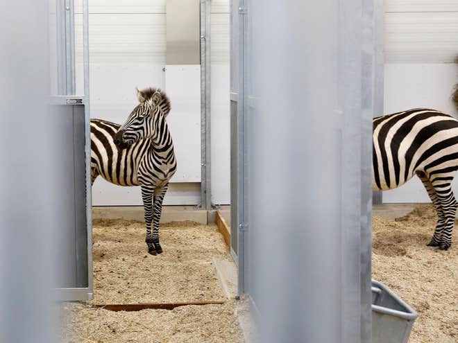 Ngựa vằn tại nơi sống mới của chúng trong Sở thú Wildlands Adventure ở Emmen, Hà Lan. Nơi các chương trình nhân giống không phải luôn luôn hỗ trợ bảo tồn loài