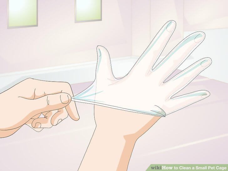 Đeo găng tay khi vệ sinh chuồng vẹt (Wikihow)