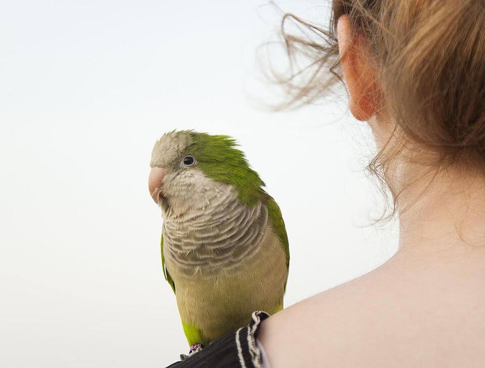 Read more about the article Từ A – Z về bệnh Giardia ở chim cảnh