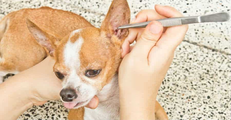 Bệnh Lyme (Borrelia burgdorferi) có vắc-xin cho chó
