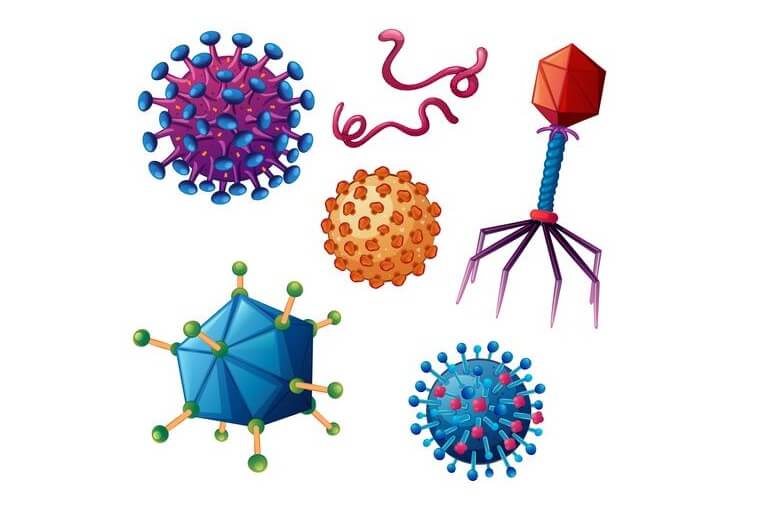 Nhiều loại virus gây bệnh từ động vật sang người