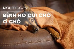 Read more about the article Kennel Cough in Dogs – Bệnh ho cũi chó ở chó