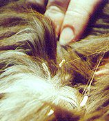 Ký sinh trùng đường ruột ở chó Sán Dây gắn vào lông dưới đuôi của thú cưng