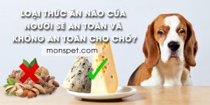 Read more about the article KHÔNG nên cho chó ăn gì? Thức ăn của người an toàn cho chó?