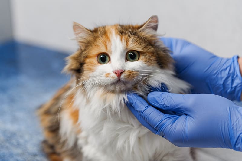 Bệnh dại ở mèo là gì?