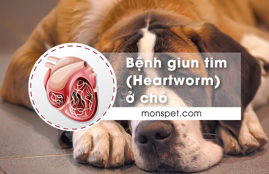 You are currently viewing Bệnh giun tim (Heartworm) ở chó | Nguyên nhân, Dấu hiệu, Điều trị