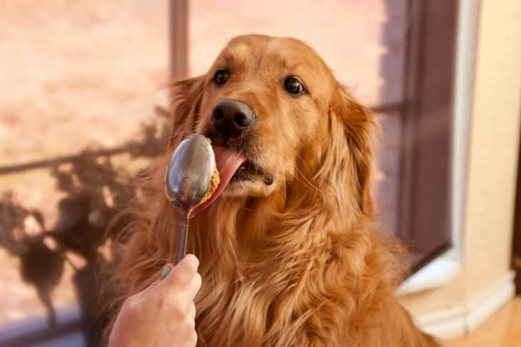 Bơ đậu phộng có thể là một nguồn protein tuyệt vời cho chó | Là thức ăn của người an toàn cho chó