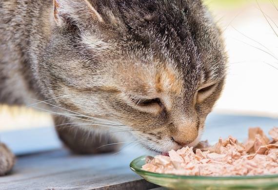 Cho mèo ăn thức ăn ướt (đồ hộp, pate mèo) mỗi ngày | Cách giúp mèo uống nhiều nước hơn