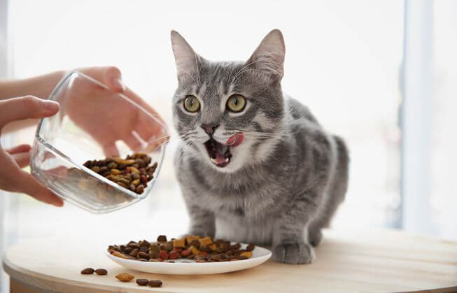 Giữ thức ăn mới trên đĩa riêng biệt và không trộn chung với thức ăn cũ | Cách thay đổi thức ăn cho mèo