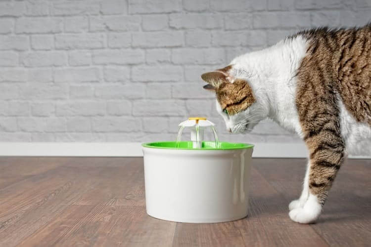 Thay đổi bát uống nước bằng đài phun để kích thích mèo | Vì sao mèo của tôi không chịu uống nước?