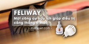 Read more about the article Feliway – Một công cụ hữu ích giúp điều trị căng thẳng ở mèo