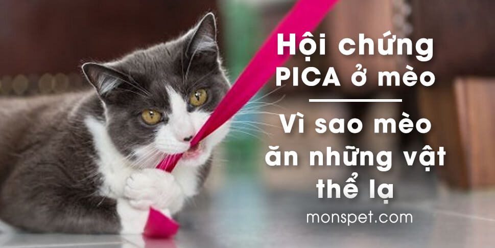 You are currently viewing Hội Chứng PICA ở mèo | Vì sao mèo ăn những vật thể lạ?