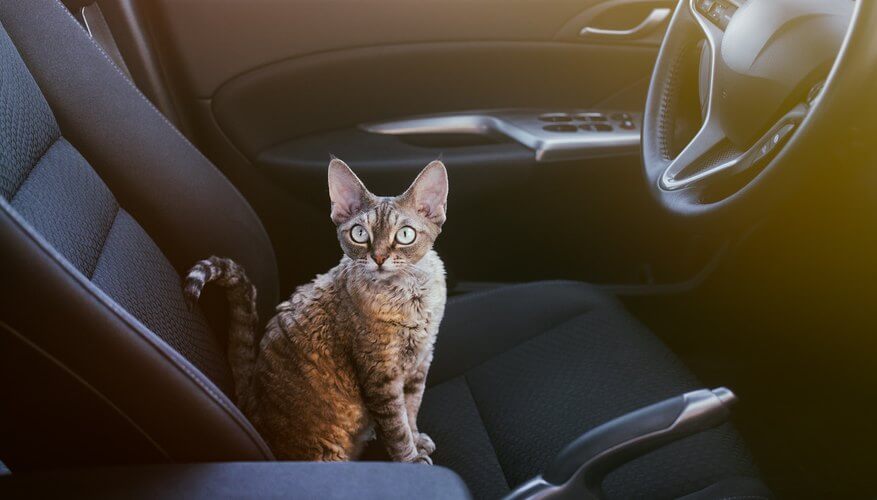 Không nên để mèo ở quá lâu trong xe hơi đóng kín cửa | Vì sao mèo của tôi không chịu uống nước?