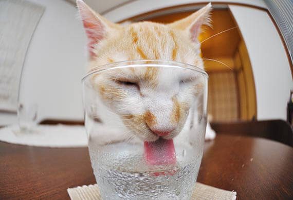 Đặt chỗ để nước mới | Cách giúp mèo uống nhiều nước hơn