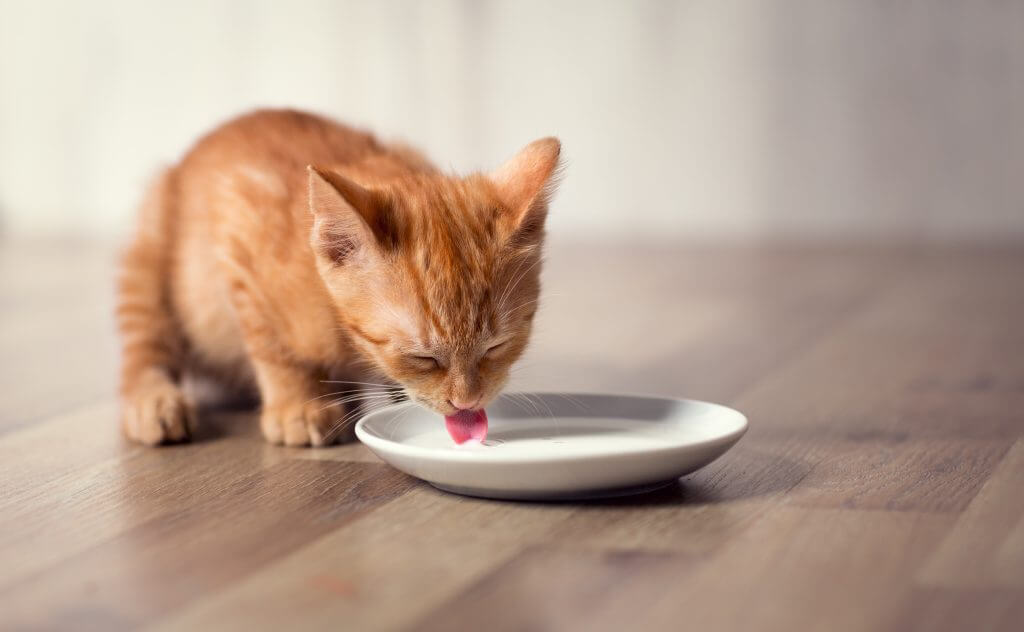 Tập cho mèo quen với việc liếm sữa | Cách chăm sóc mèo con