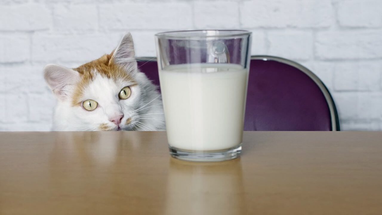 uá nhiều sữa có thể dẫn đến rối loạn đường ruột và tiêu chảy