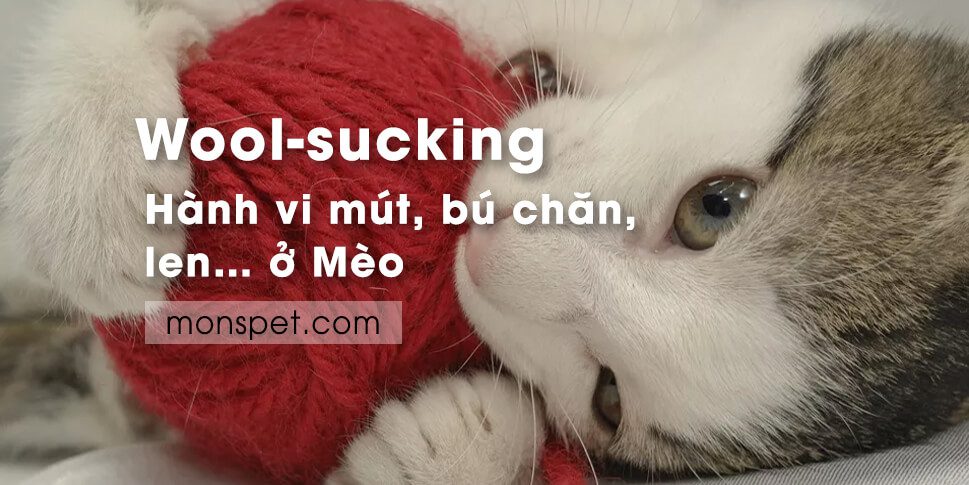 Read more about the article Wool-sucking | Hành vi mút, bú chăn, len… ở MÈO