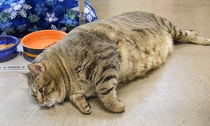 Ăn quá nhiều, lười vận động dẫn đến mèo dễ bị béo phì, tăng cân | dinh dưỡng cần thiết cho mèo