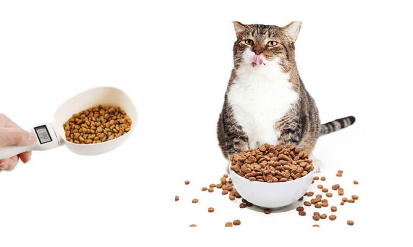 Đong đo chính xác thức ăn cũng đảm bảo và kiểm soát được cân nặng của mèo | dinh dưỡng cần thiết cho mèo