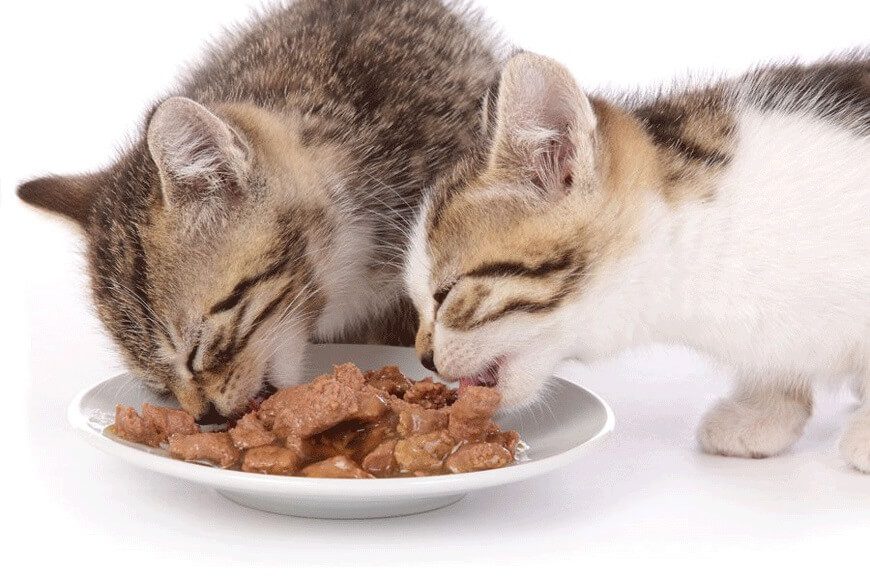 Nên bắt đầu cho mèo con tập ăn bằng thức ăn dạng ẩm ướt | dinh dưỡng cần thiết cho mèo