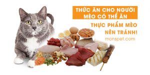 Read more about the article Thức ăn cho người mèo có thể ăn + Thực phẩm mèo nên tránh!