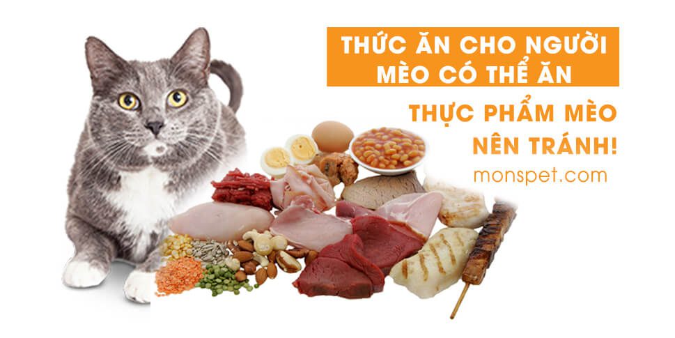 Read more about the article Thức ăn cho người mèo có thể ăn + Thực phẩm mèo nên tránh!