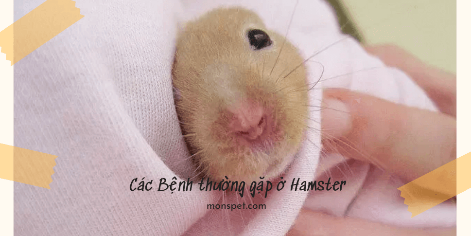 Các Bệnh thường gặp ở Hamster