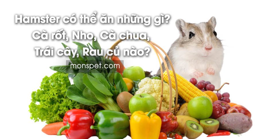 Hamster ăn gì? Cà rốt, Nho, Cà chua, Trái cây, Rau củ nào?