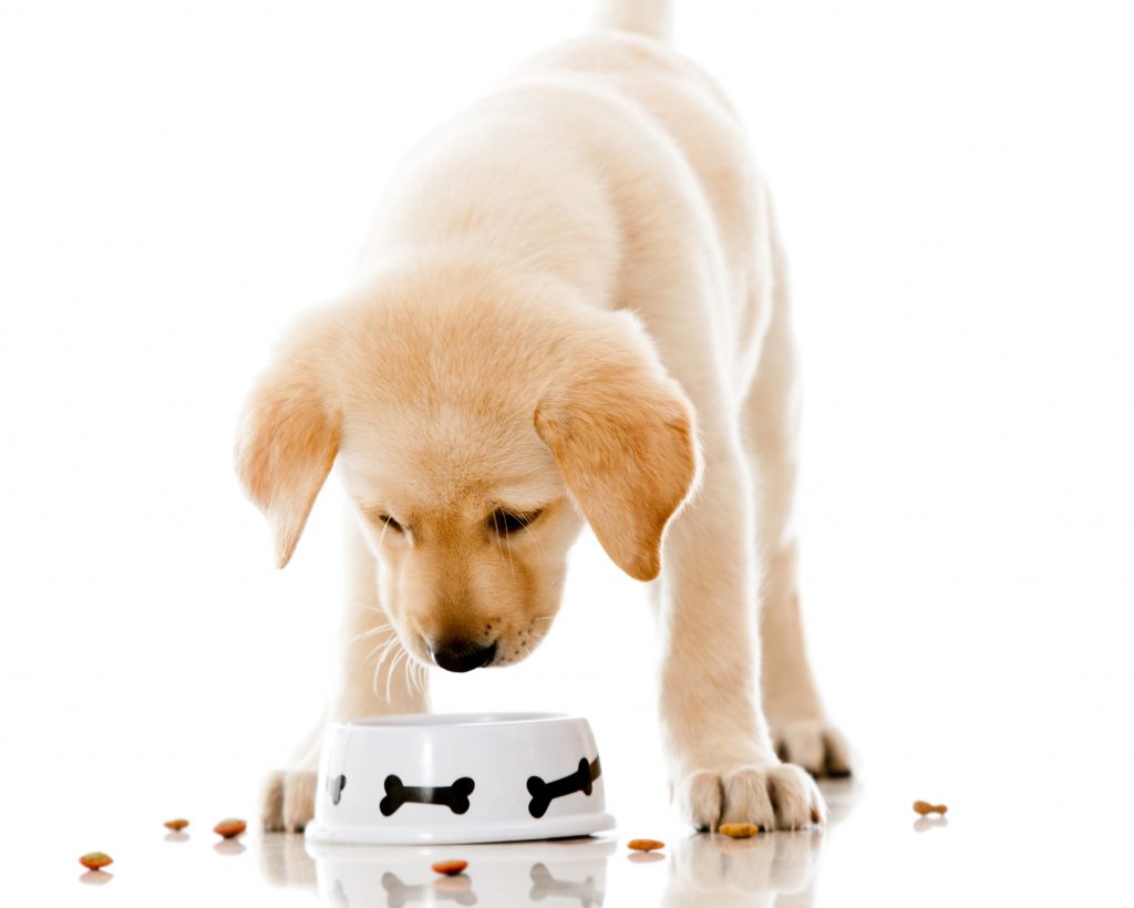 Làm cách nào để loại bỏ phần thưởng và thức ăn dẫn dụ chó con? | Từ A – Z các câu hỏi thường gặp về cách huấn luyện mệnh lệnh cho chó con | 2021