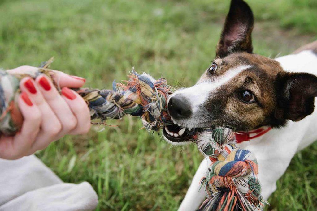 Sử dụng đồ chơi dài để có nhiều không gian cho cả miệng của chó và tay của bạn | Cách dạy chó cưng chơi kéo co (Tug-of-war)