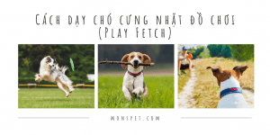 Cách dạy chó nhặt đồ chơi (Play Fetch)