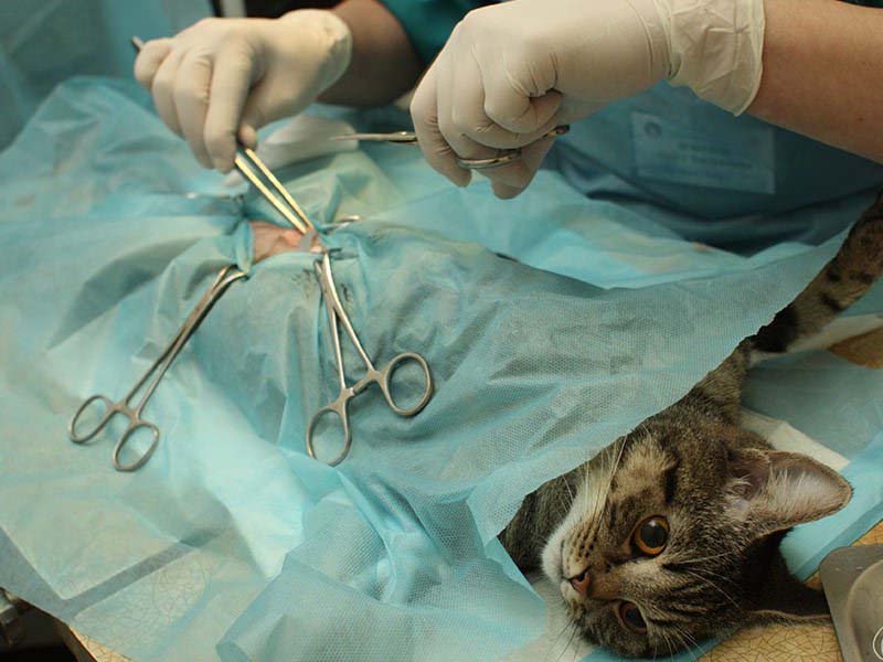 Triệt sản (phẫu thuật cắt bỏ buồng trứng và tử cung) | Rối loạn sinh sản của mèo cái