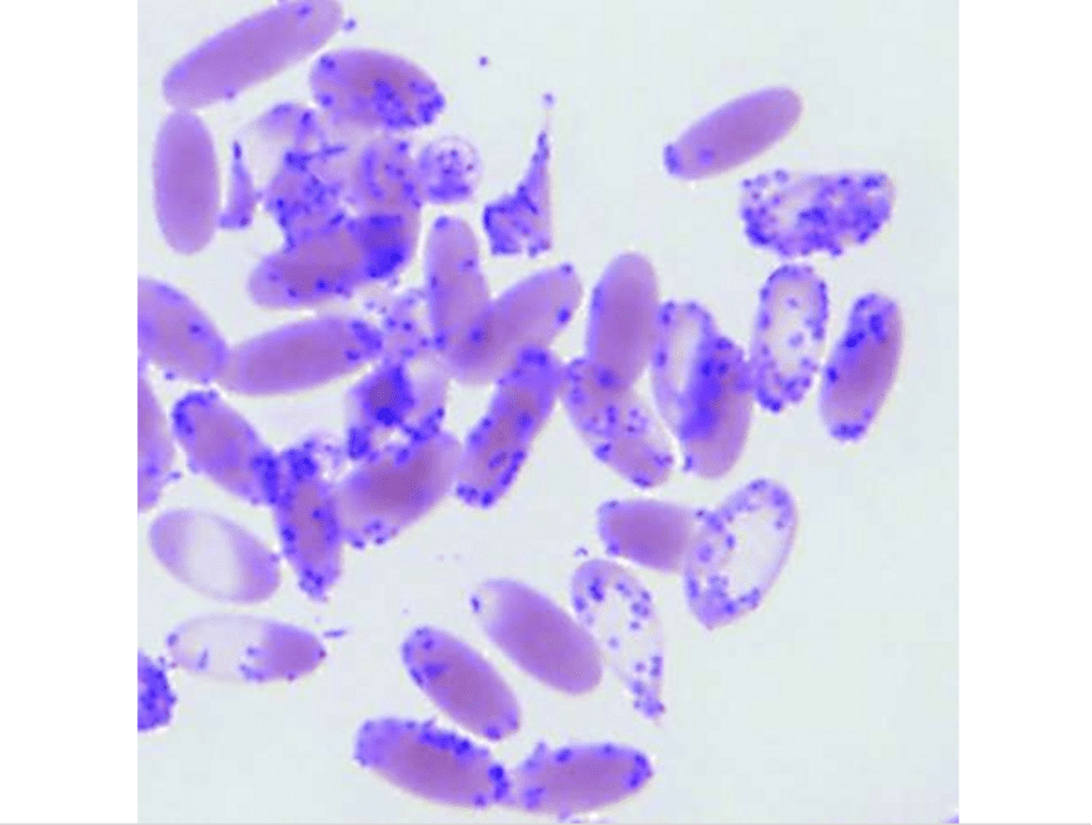 Nhiễm trùng "Candidatus Mycoplasma haemolamae", phết máu ngoại biên, cria | Ký sinh trùng máu Hemotropic Mycoplasmas (Hemoplasmas) ở chó mèo