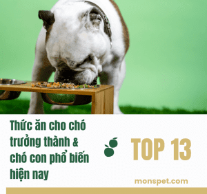 Read more about the article Top 13 Thức ăn cho Chó trưởng thành & Chó con phổ biến hiện nay